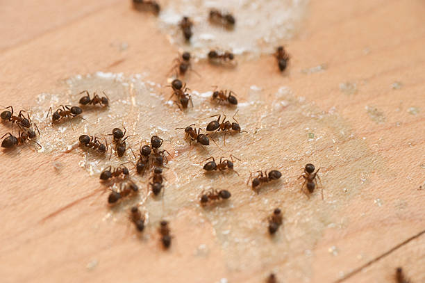 Best Residential Pest Control  in Centuria, WI